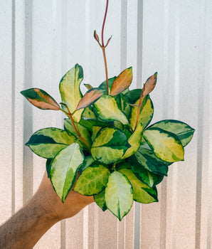 A person holding a 4-inch Hoya 'Australis Lisa' plant with colorful variegated leaves against a metal background.