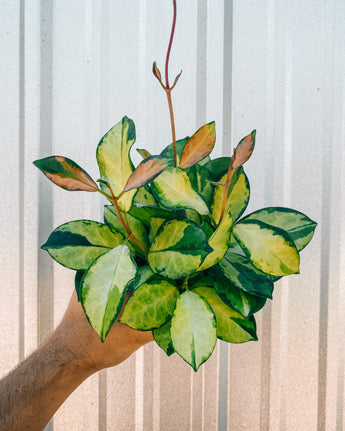 A person holding a 4-inch Hoya 'Australis Lisa' plant with colorful variegated leaves against a metal background.