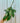 A person holding a 4-inch Hoya 'Callistophylla' plant with long green leaves and bold dark venation.