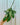 A person holding a 4-inch Hoya 'Callistophylla' plant with long green leaves and bold dark venation.