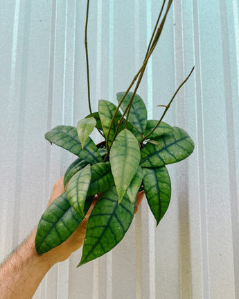 A person holding a 4-inch Hoya 'Callistophylla' plant with long green leaves and bold dark venation.