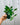 A person holding a 4-inch pot of Hoya 'Gracilis' with slender green leaves against a metal background.