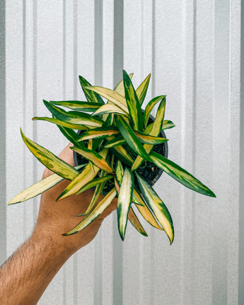 A person holding a 4-inch pot of Hoya 'Kentiana' Variegated plant with elongated leaves featuring variegation in cream, peach, and green.