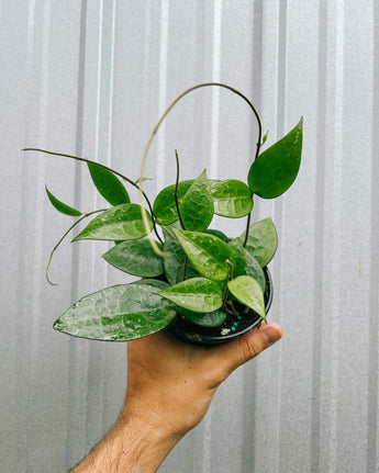 A person holding a 4-inch pot of Hoya 'Parasitica Black Margin' plant with elongated leaves and black margins.