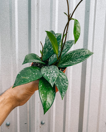 A person holding a 4-inch Hoya 'Pubicalyx Splash' plant with variegated leaves against a metal background.