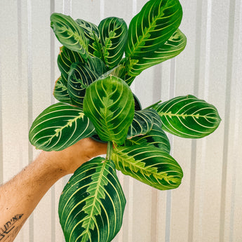 A person holding a 4-inch Maranta Leuconeura Lemon Lime 'Prayer Plant' with vibrant green and yellow variegated leaves.