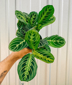 A person holding a 4-inch Maranta Leuconeura Lemon Lime 'Prayer Plant' with vibrant green and yellow variegated leaves.
