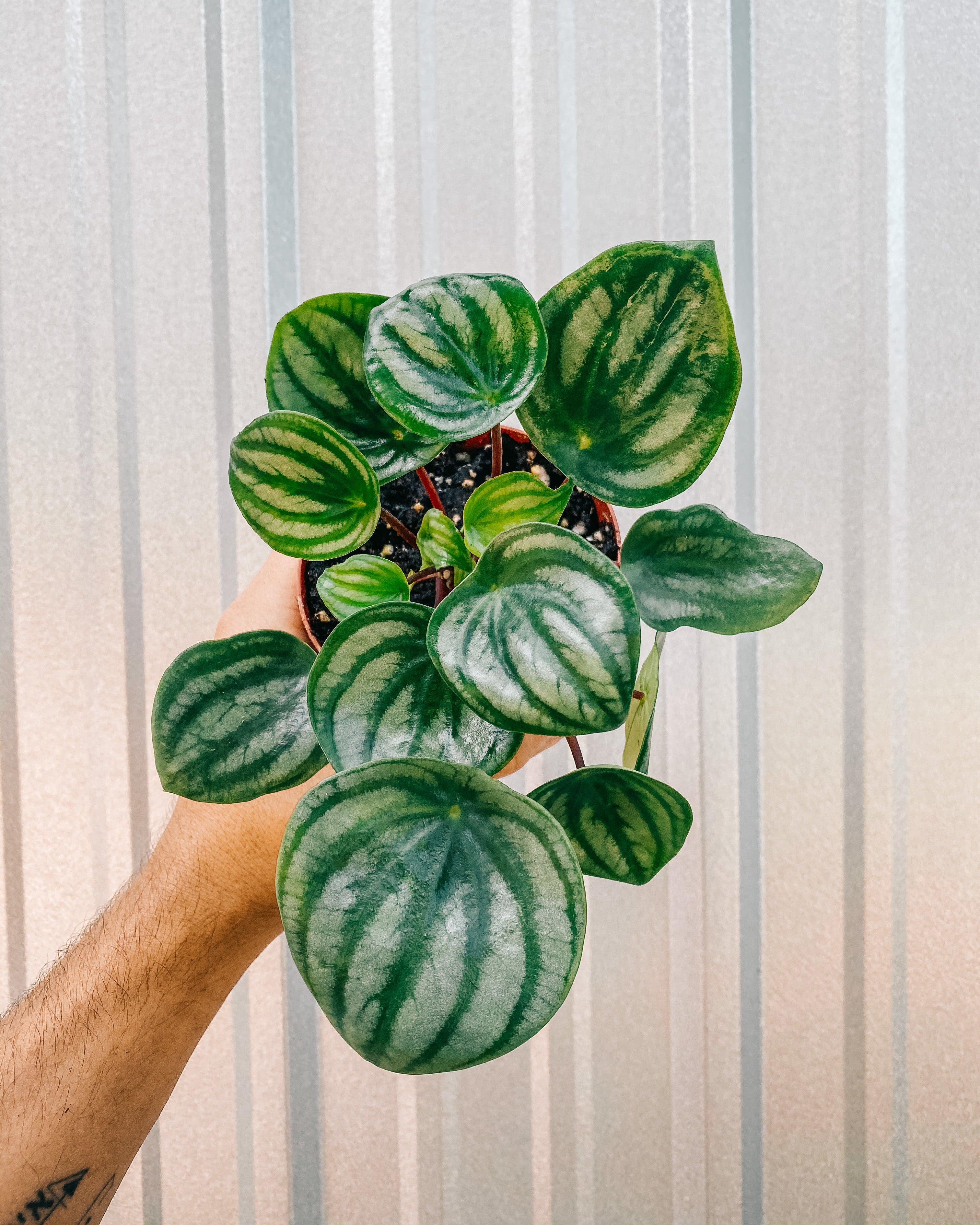 watermelon pothos plant 4" Peperomia Argyreia 'Watermelon'