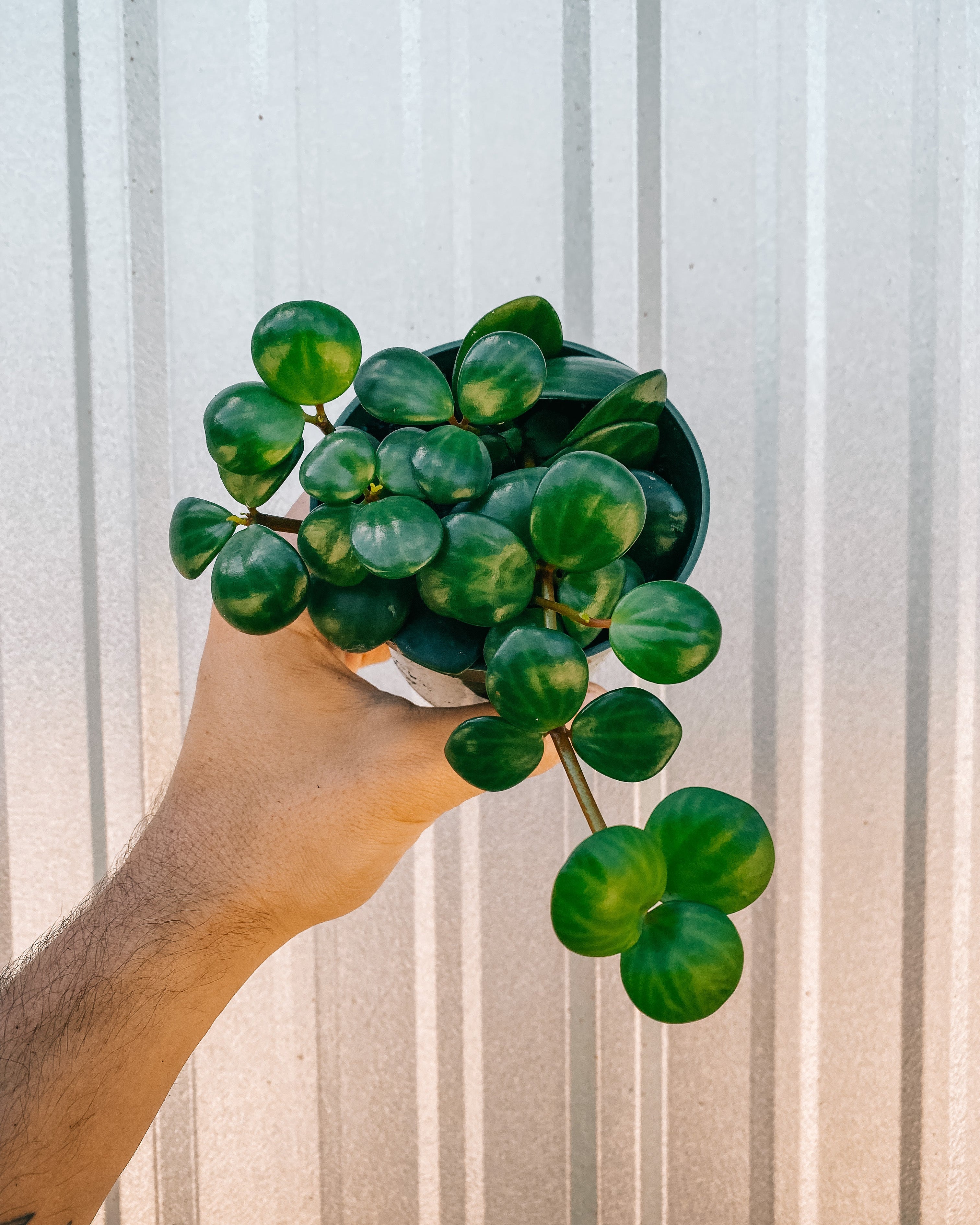 peperomia hope hanging plant 4" Peperomia 'Hope' – BWH Plant Co