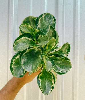 A person holding a Peperomia 'Obtusifolia Marble' plant with glossy leaves showing marbled white and green patterns.