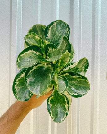 A person holding a Peperomia 'Obtusifolia Marble' plant with glossy leaves showing marbled white and green patterns.
