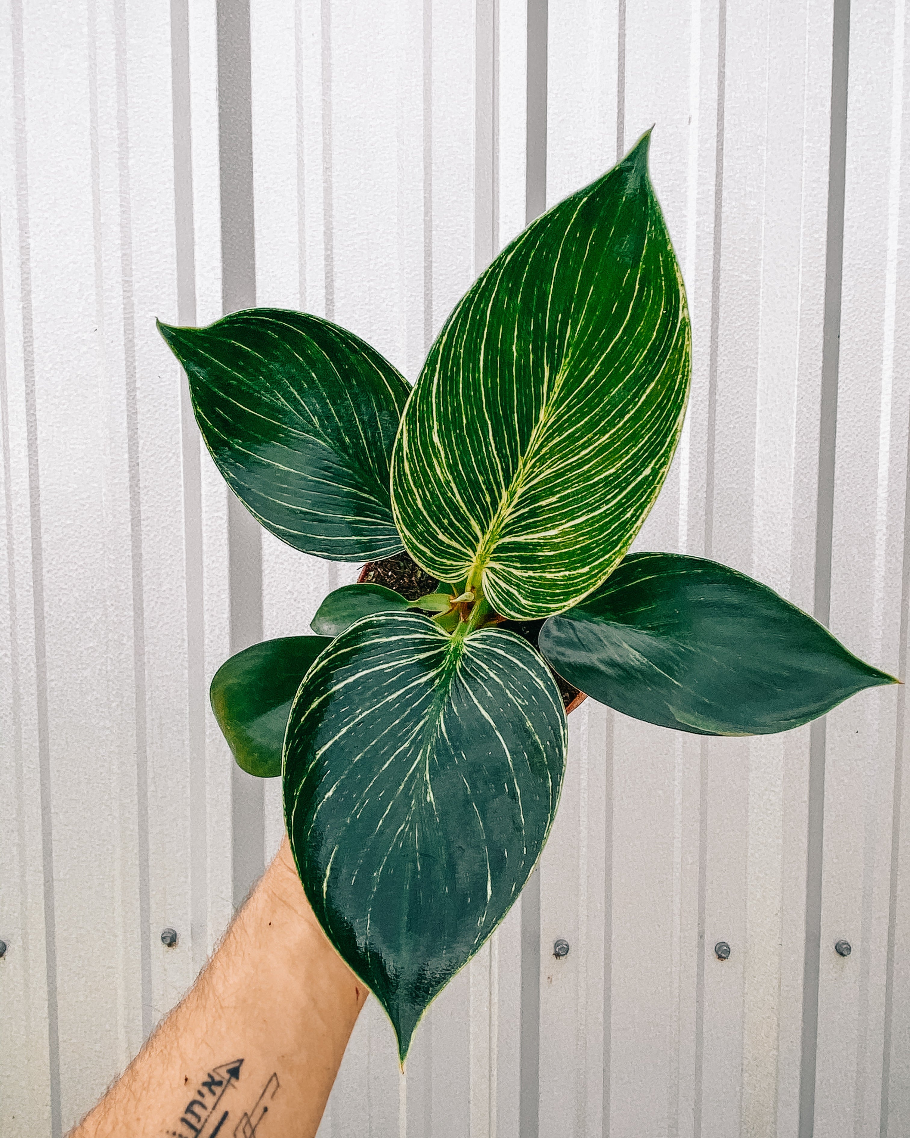 philodendron birkin pet safe 4" Philodendron 'Birkin' – BWH Plant Co
