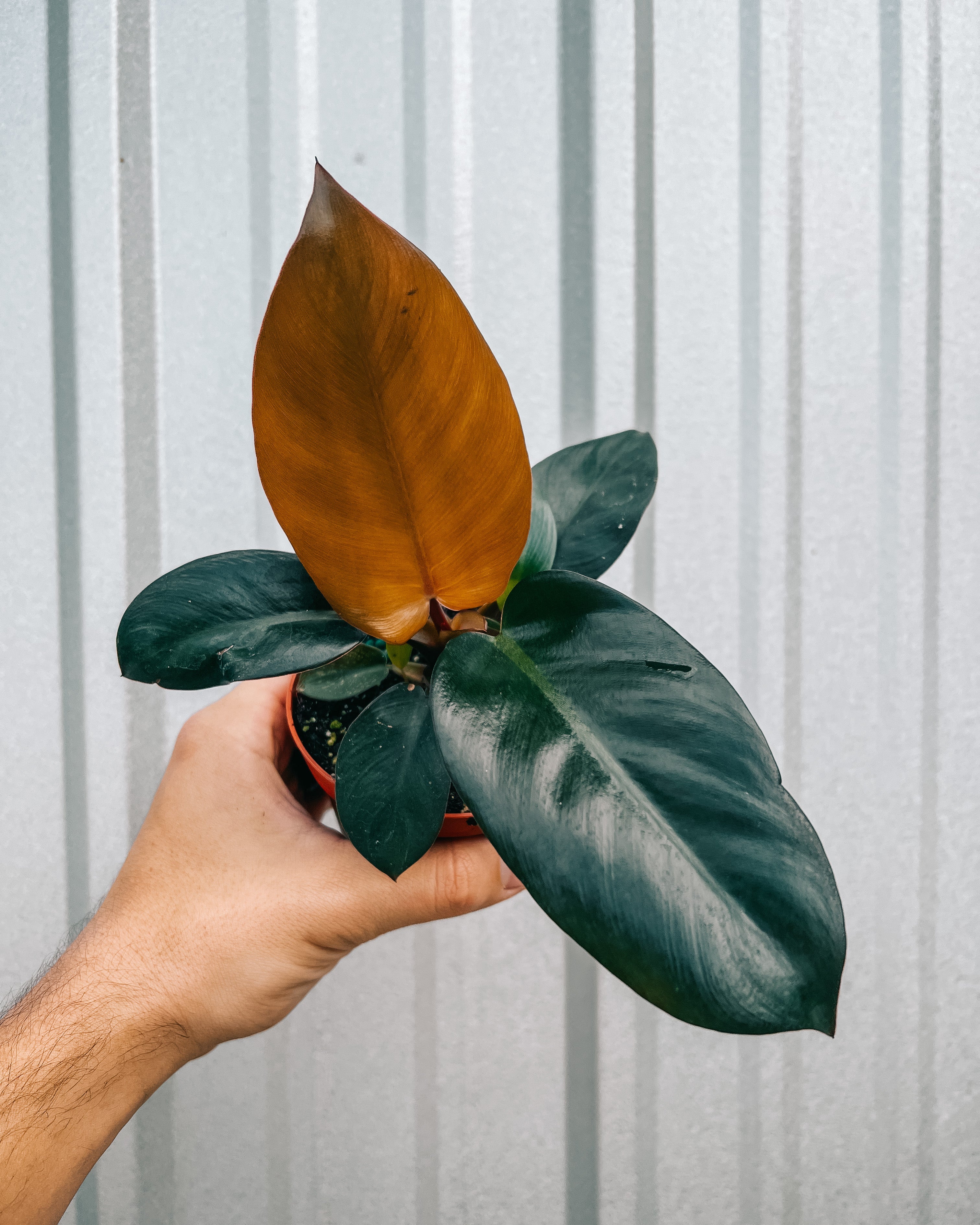 philodendron red black 4" Philodendron 'Black Cardinal' – BWH Plant Co