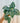 4" Philodendron 'Brandtianum'