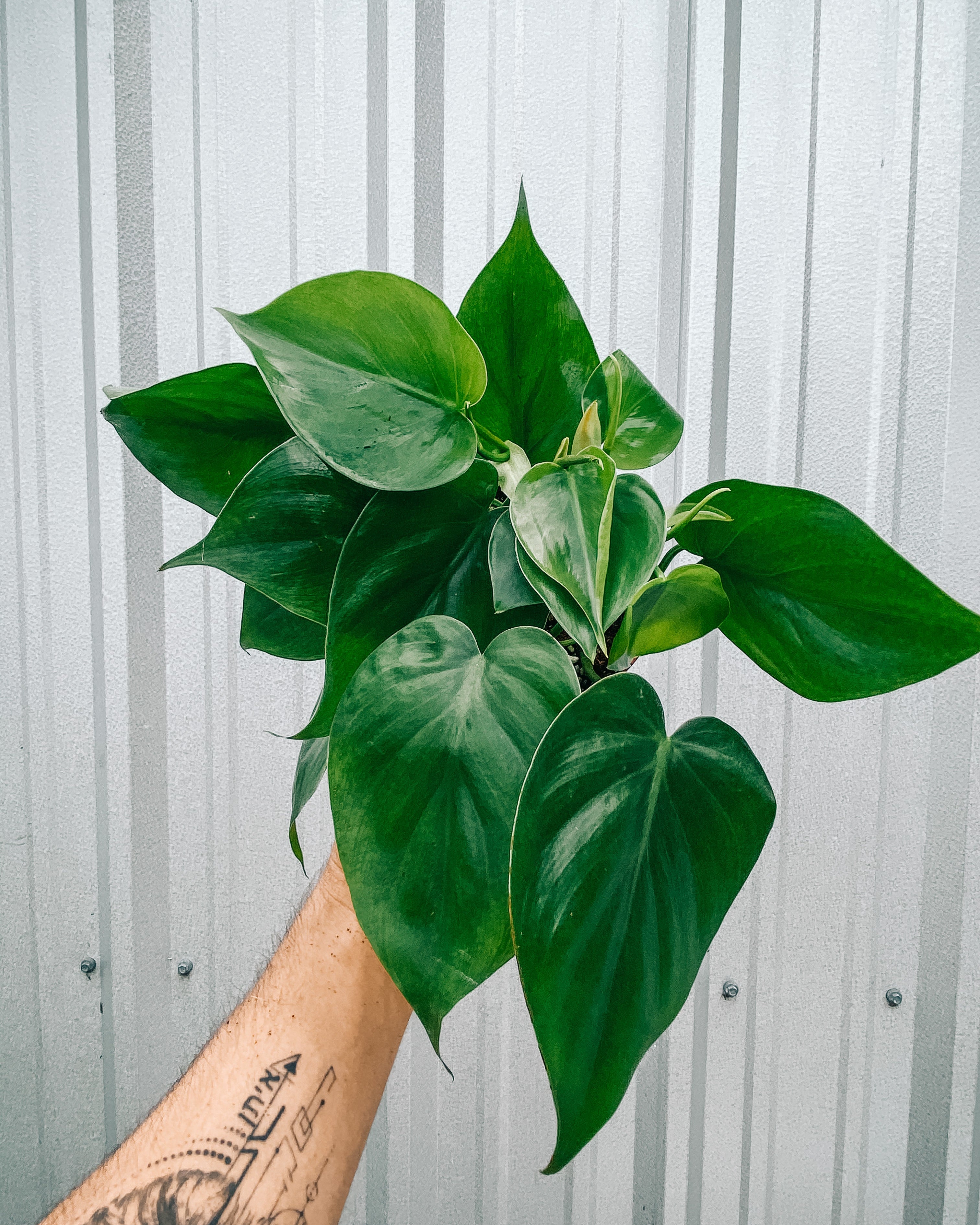 philodendron cordatum heart leaf ivy plant 4" Philodendron 'Cordatum'