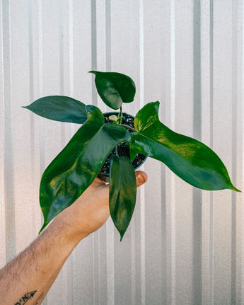 A person holding a 4-inch Philodendron 'Florida' plant with large green leaves against a metal background.