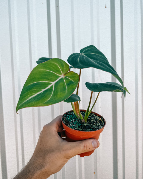 4_Philodendron_Gloriosum_grand