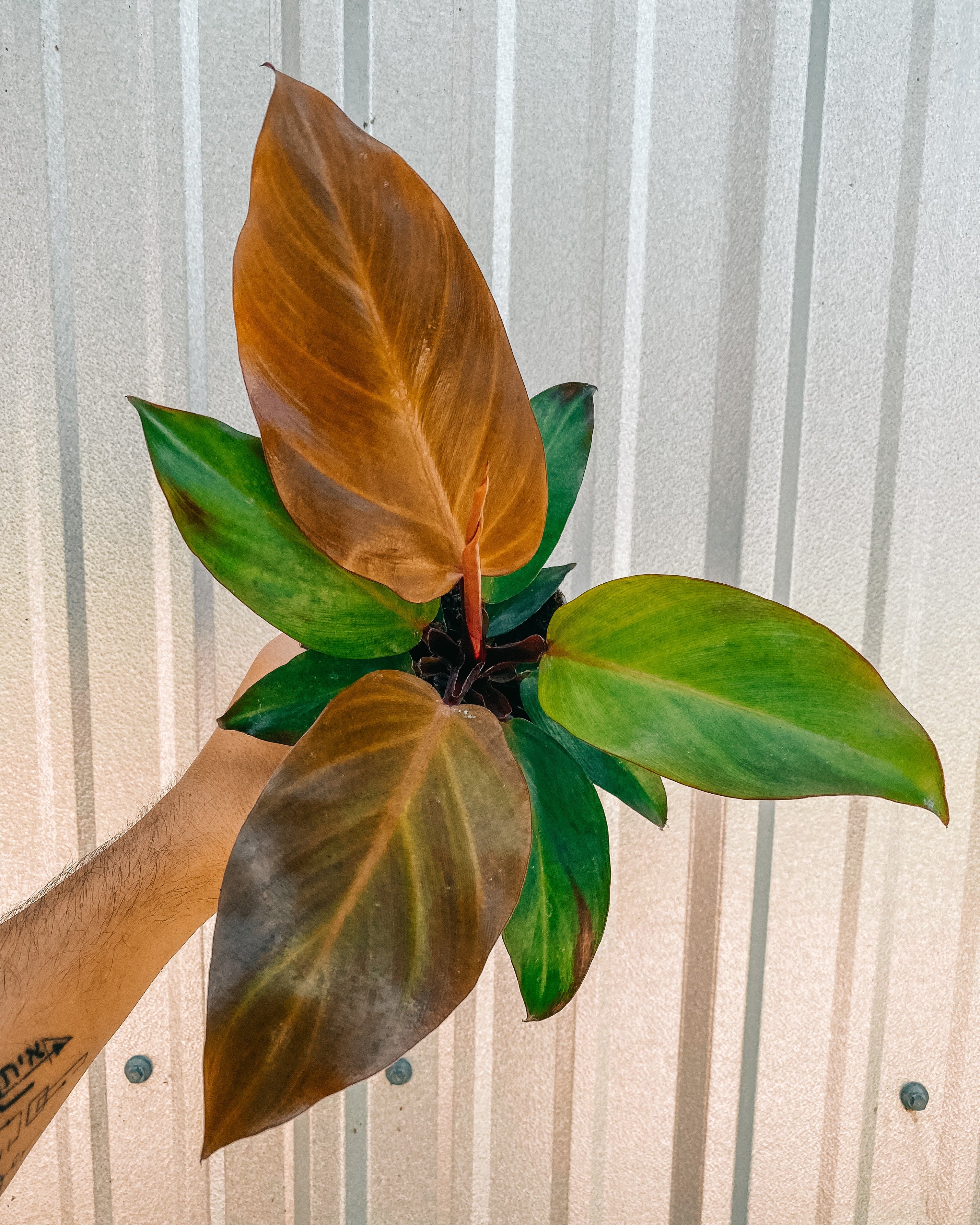 philodendron mccolley's finale mature Philodendron McColley's Finale, 4" Plant