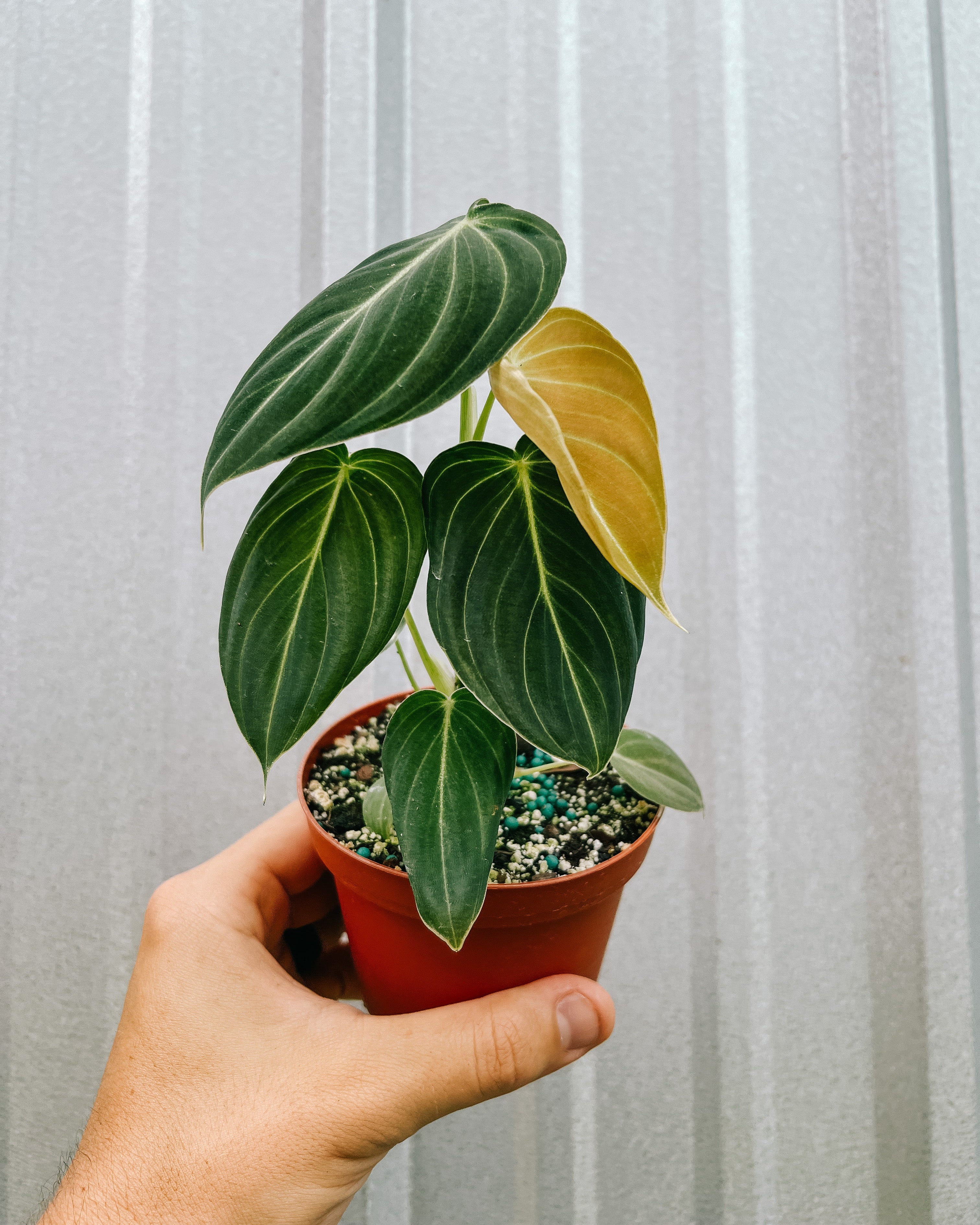 philodendron melanochrysum growth 4" Philodendron 'Melanochrysum'