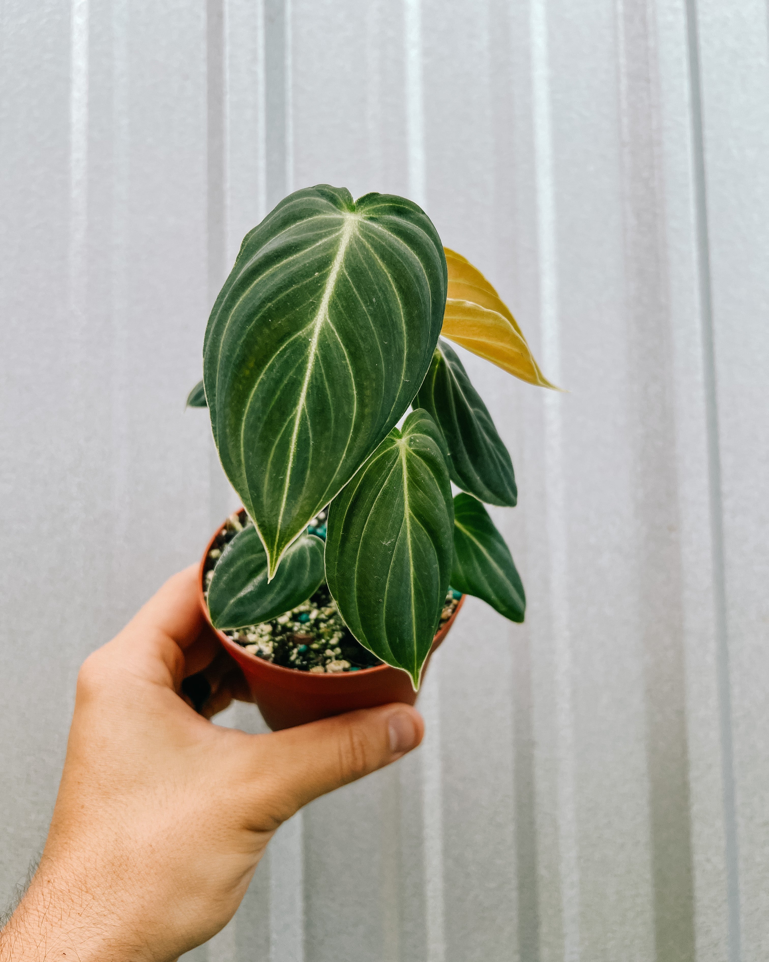 philodendron melanochrysum juvenile 4" Philodendron 'Melanochrysum'