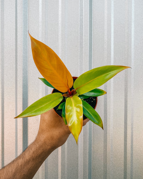 white and orange philodendron 4" Philodendron 'Prince of Orange'