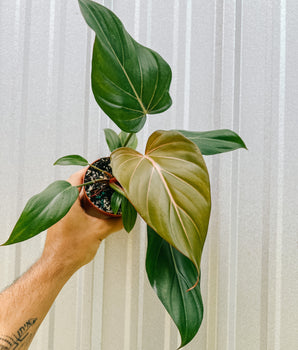 A person holding a 4-inch pot of Philodendron 'Summer Glory' plant with heart-shaped leaves featuring a vibrant mix of golden-green coloring.