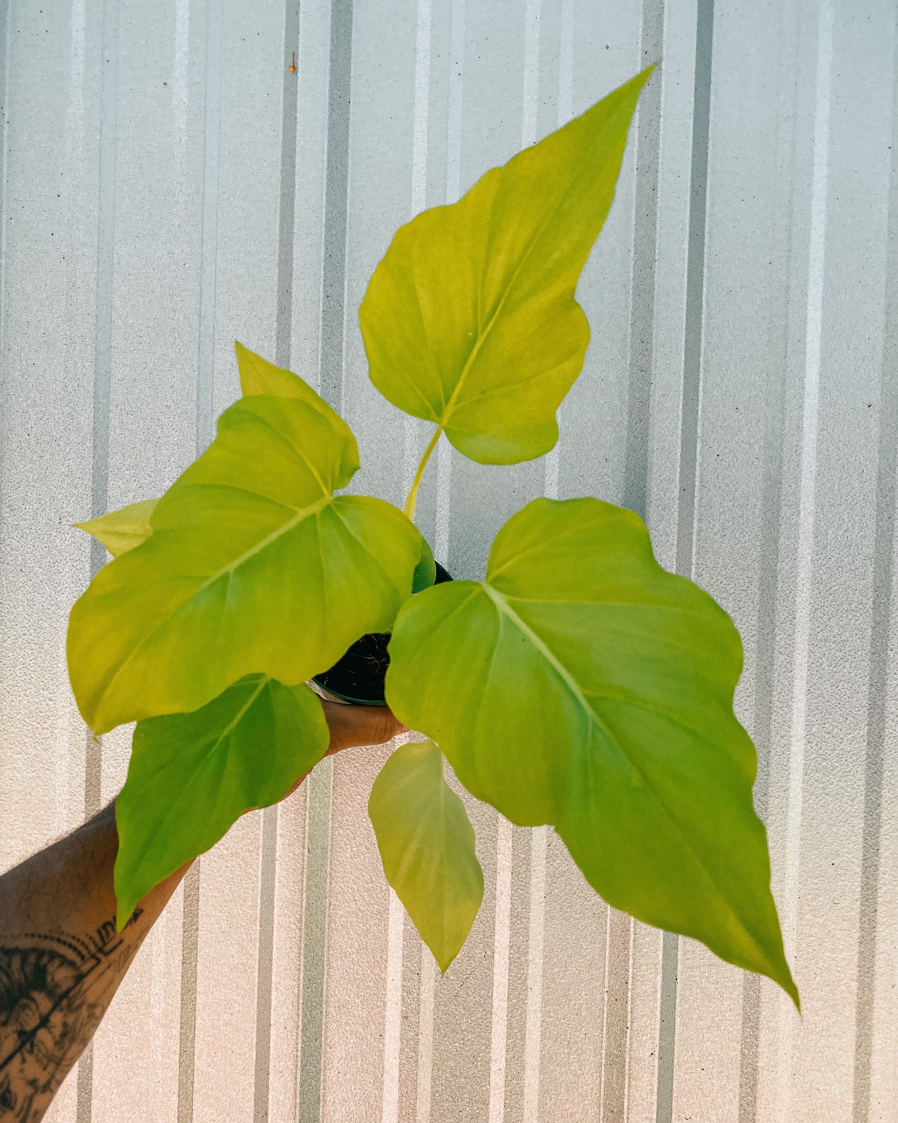 warscewiczii philodendron Philodendron 'Warscewiczii Aurea'