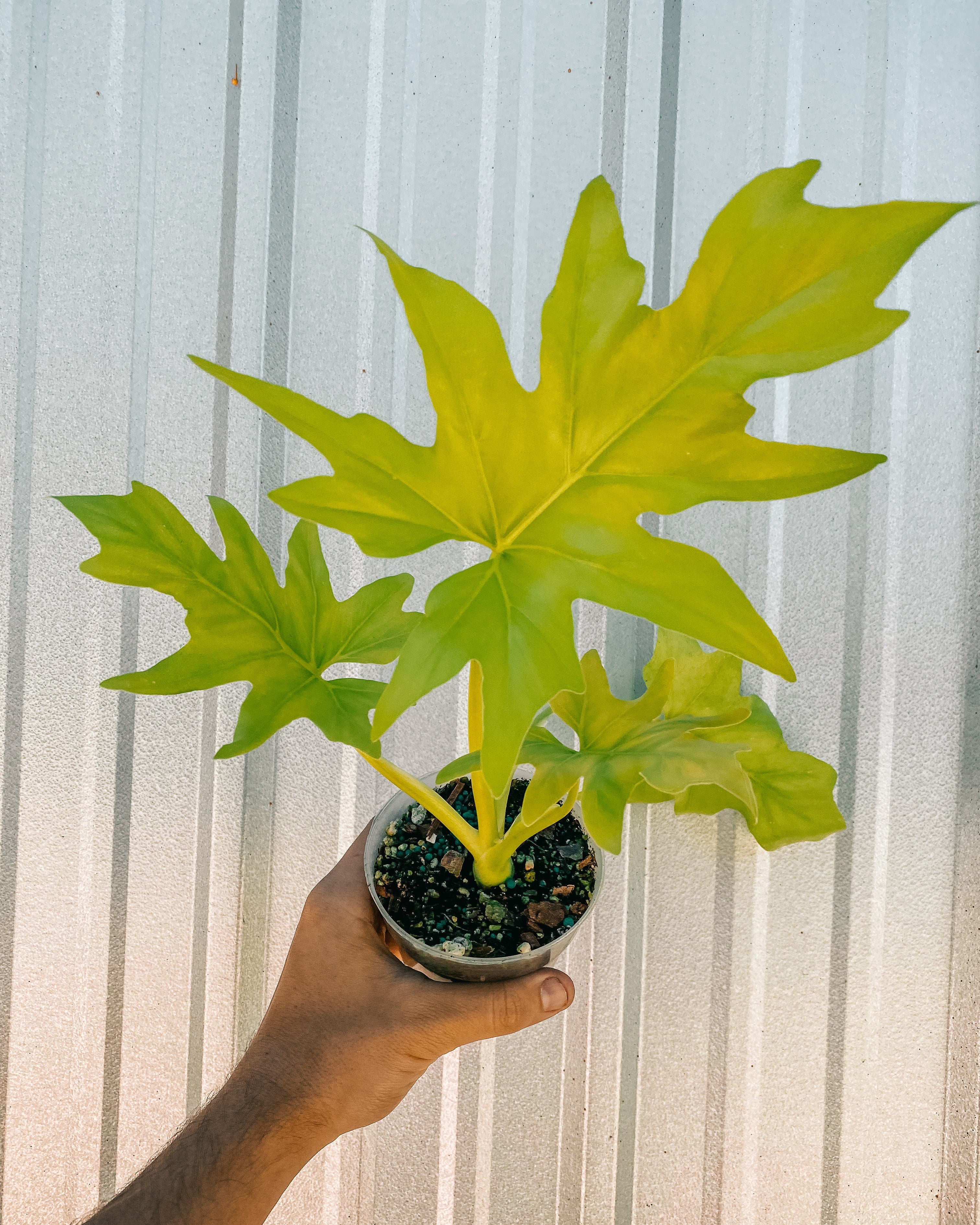 philodendron warscewiczii aurea mature Philodendron 'Warscewiczii Aurea'