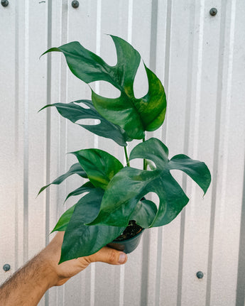 A person holding a 4-inch Rhaphidophora Tetrasperma 'Mini Monstera' plant with split-leaf pattern.