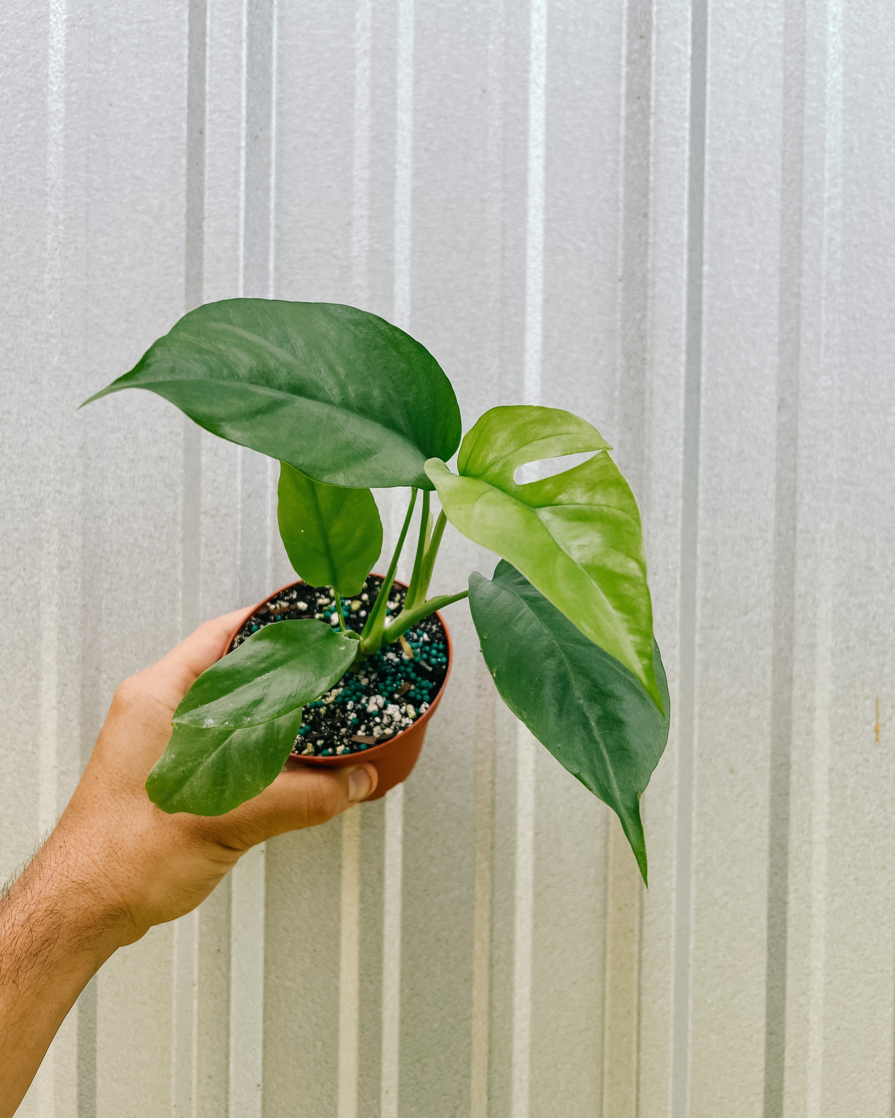 BWH Plant Co Rhaphidophora Tetrasperma - Thumbnail 3
