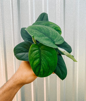 A person holding a 4-inch Scindapsus 'Jade Satin' plant with heart-shaped leaves with a silvery sheen.