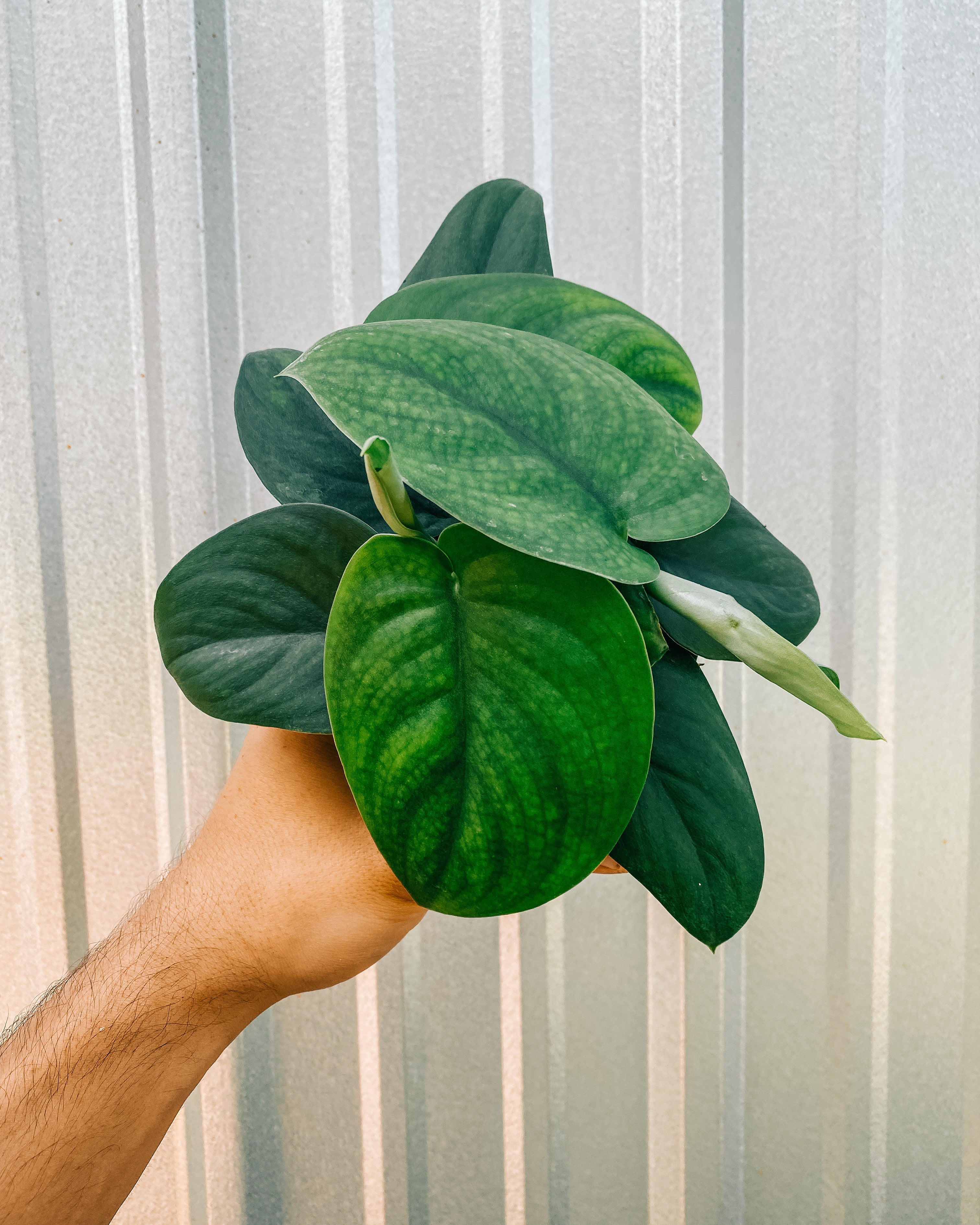 satin jade plant 4" Scindapsus 'Jade Satin'