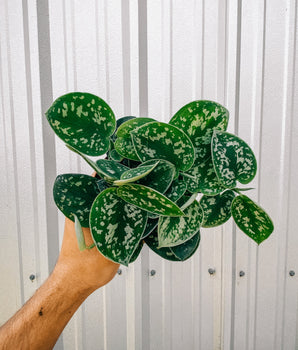 A person holding a 4-inch Scindapsus 'Pictus Argyraeus' plant with heart-shaped leaves showing silver variegation.