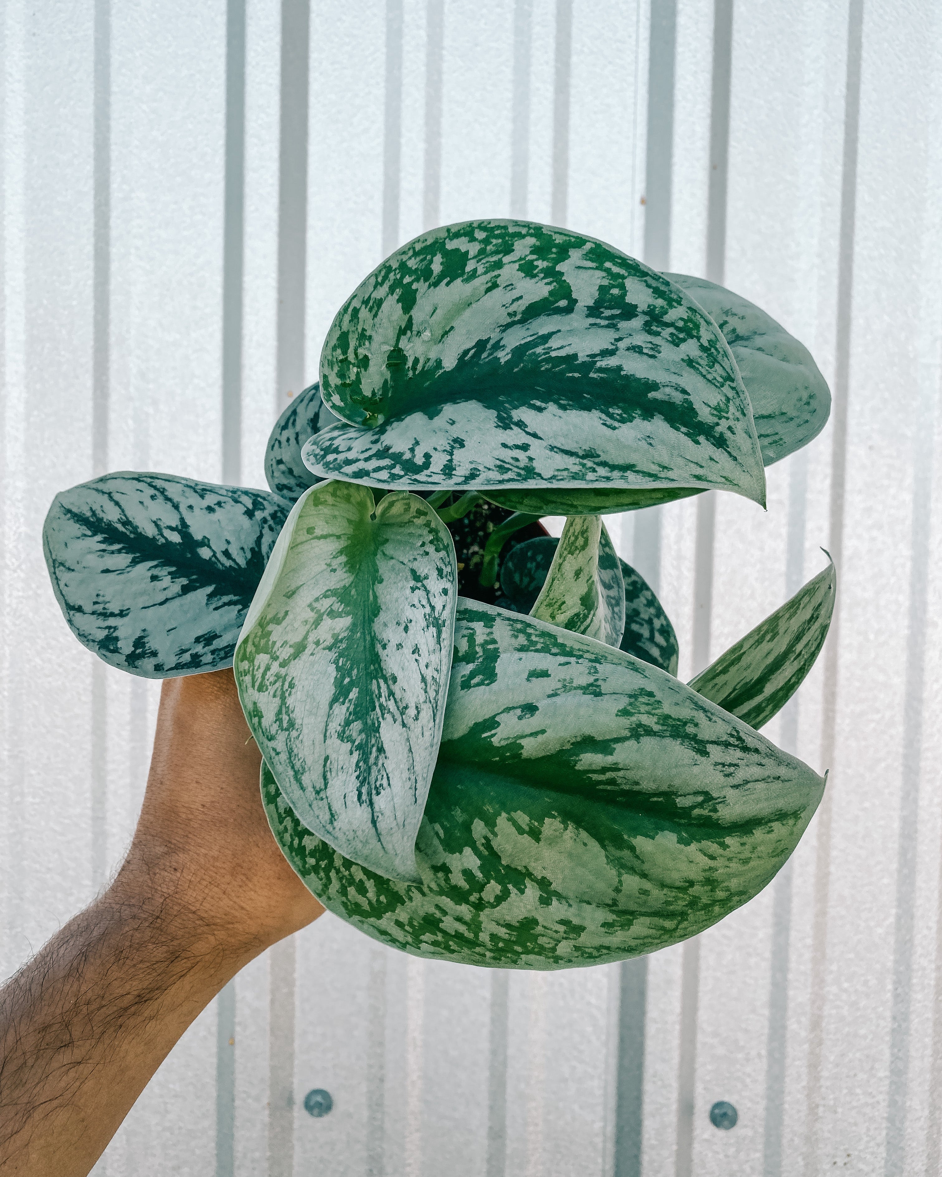 pothos exotica 4" Scindapsus 'Pictus Exotica' – BWH Plant Co