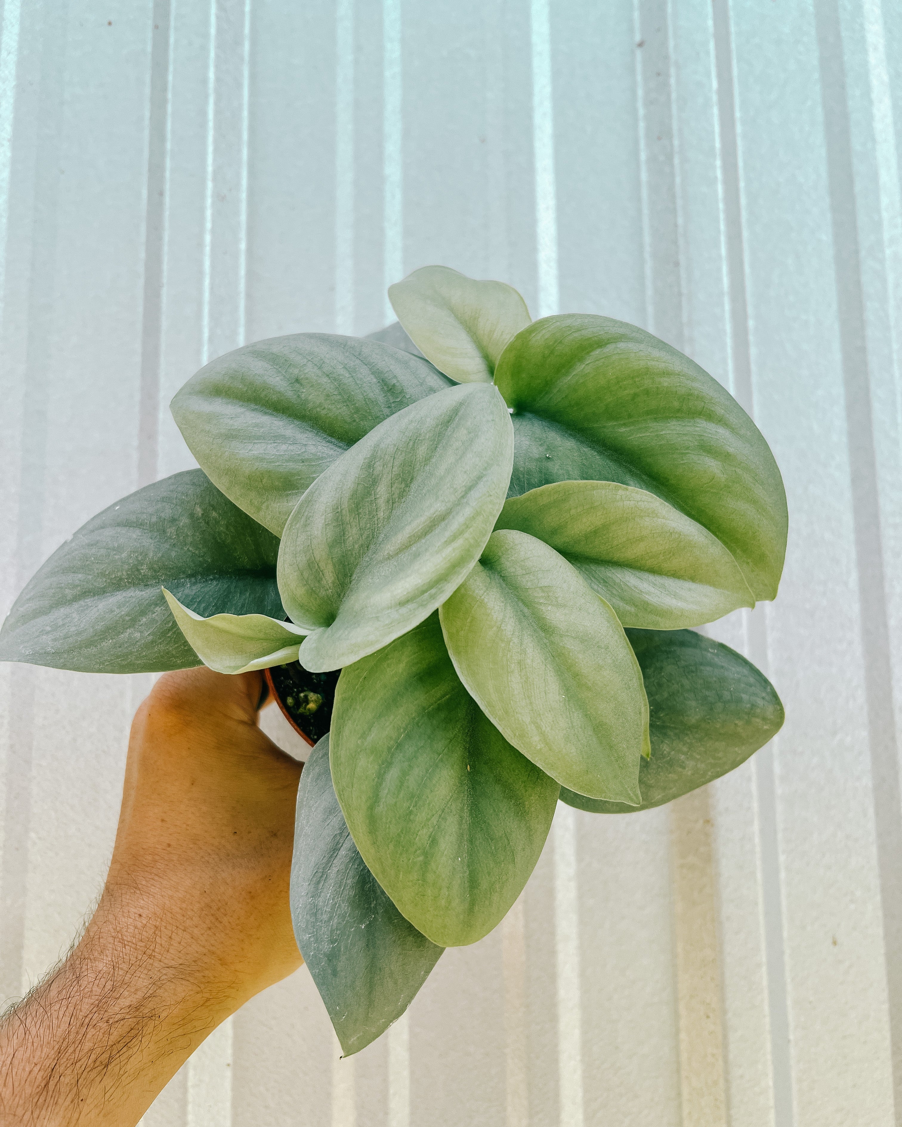 platinum pothos 4" Scindapsus Pictus 'Platinum' – BWH Plant Co