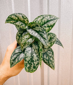 A hand holding a 4-inch Scindapsus 'Silver Lady' plant with elongated leaves covered in shimmering silver spots.
