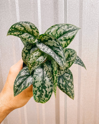 A hand holding a 4-inch Scindapsus 'Silver Lady' plant with elongated leaves covered in shimmering silver spots.