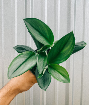 A person holding a 4-inch Scindapsus 'Treubii Moonlight' houseplant with silvery green leaves against a metal background
