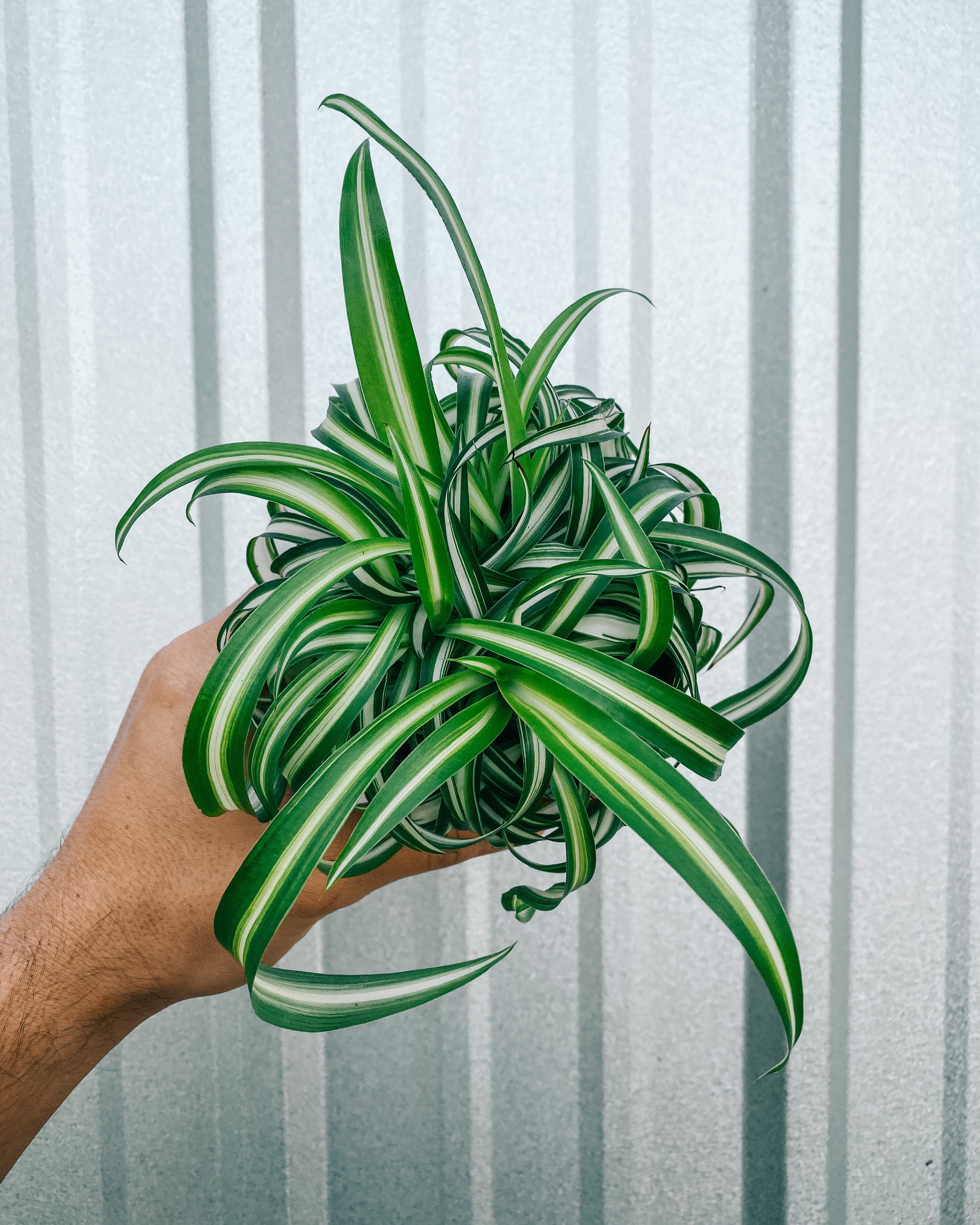 spider plant curly bonnie 4" Spider Plant 'Curly Bonnie' – BWH Plant Co