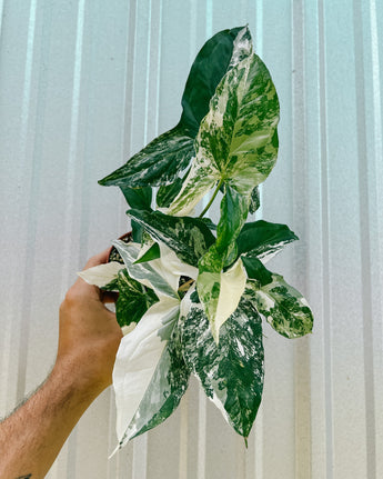 A hand holding a 4-inch pot of Syngonium Albo Variegated plant with white and green variegated leaves.