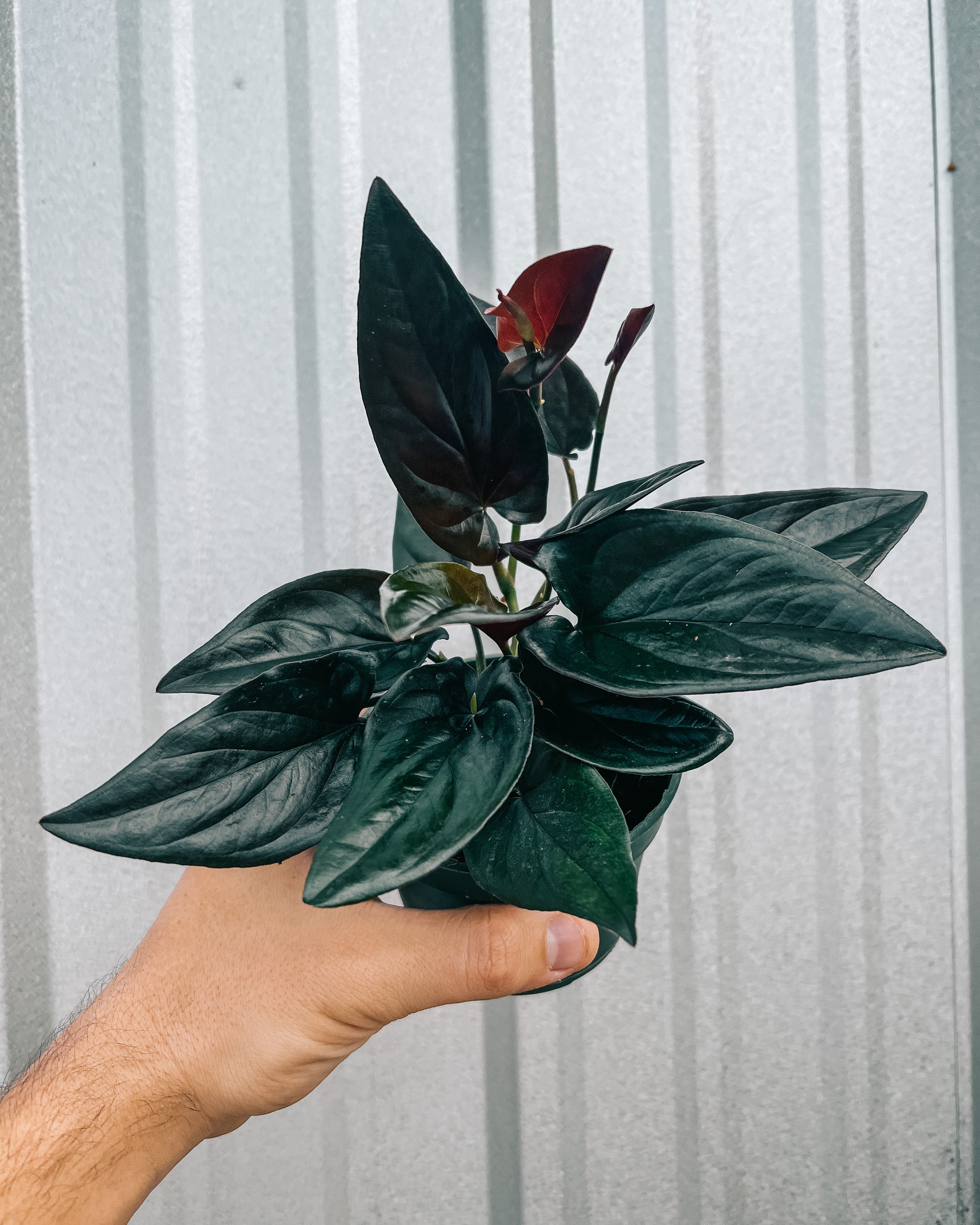 philodendron red arrow 4" Syngonium Erythrophyllum 'Red Arrow'