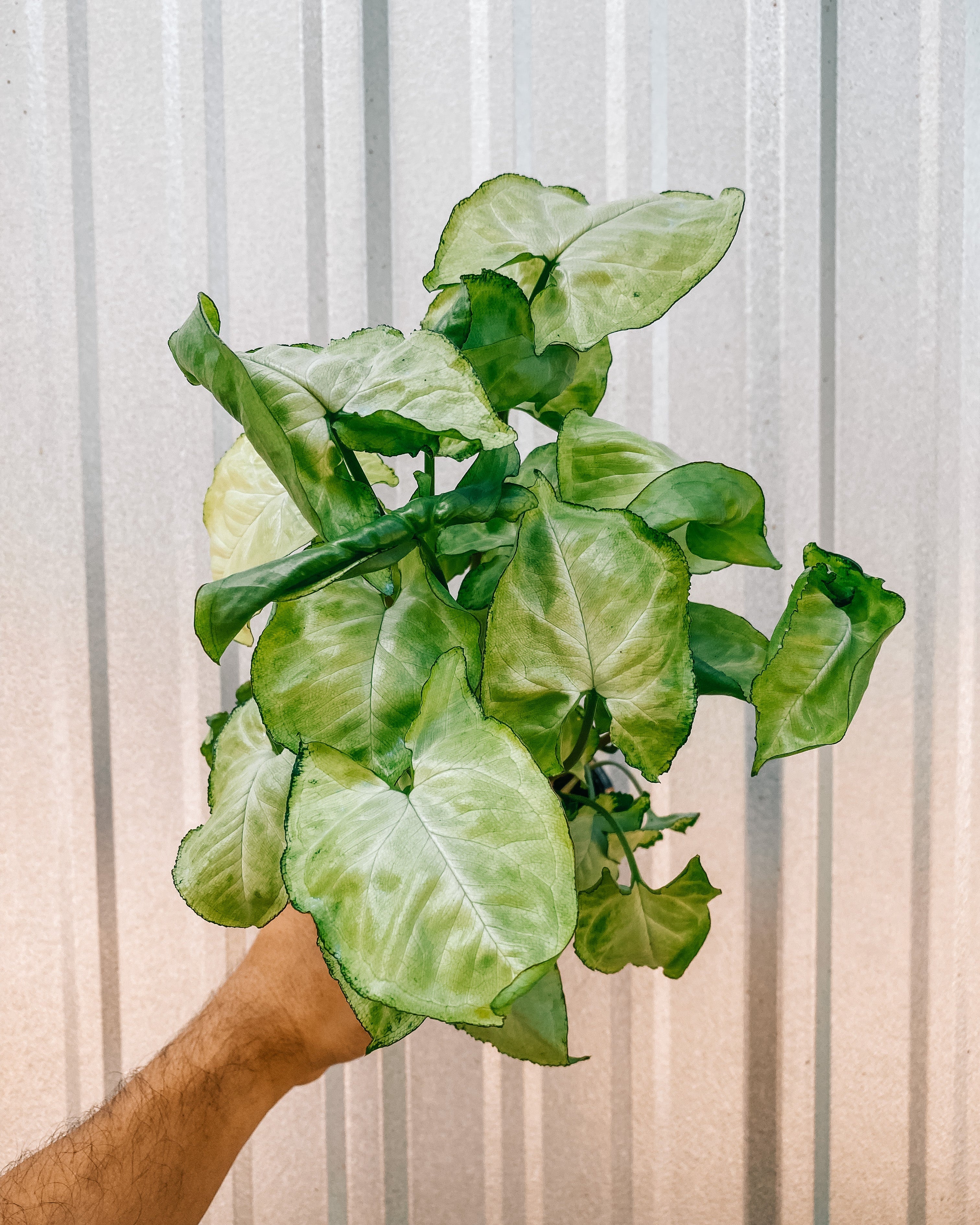 white butterfly house plant 4" Syngonium 'White Butterfly' – BWH Plant Co