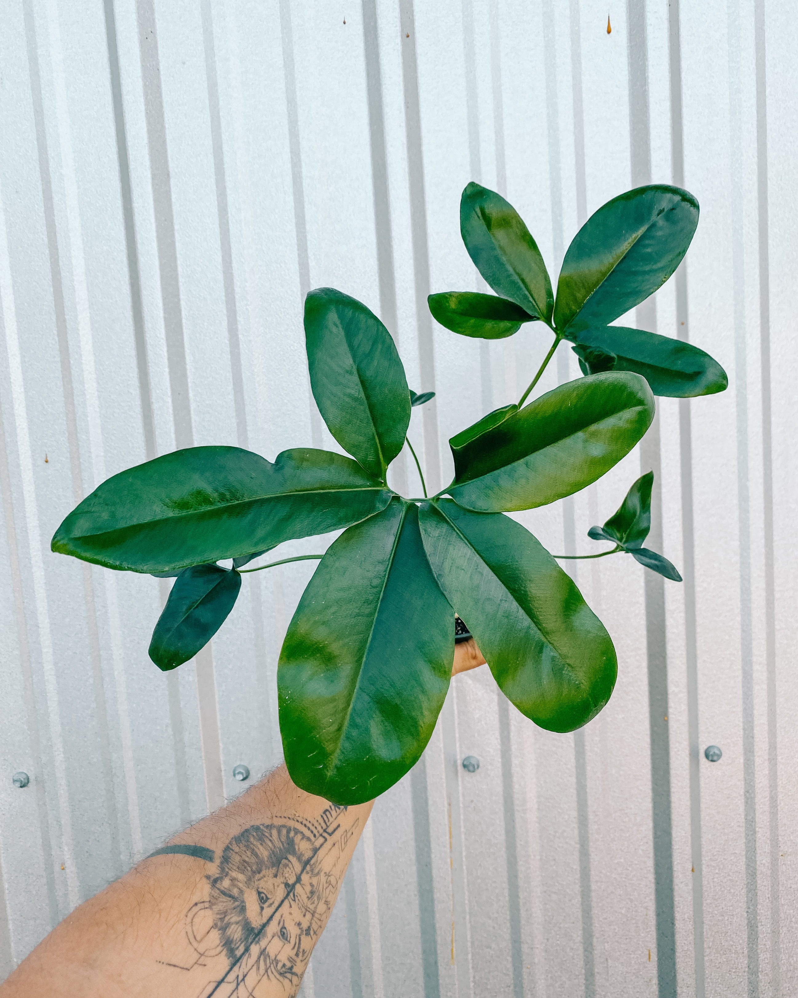 philodendron selloum x goeldii 4" Thaumatophyllum Spruceanum (Philodendron 'Goeldii') – BWH Plant Co