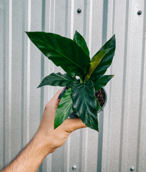 4" Calathea Rufibarba 'Furry Feather'