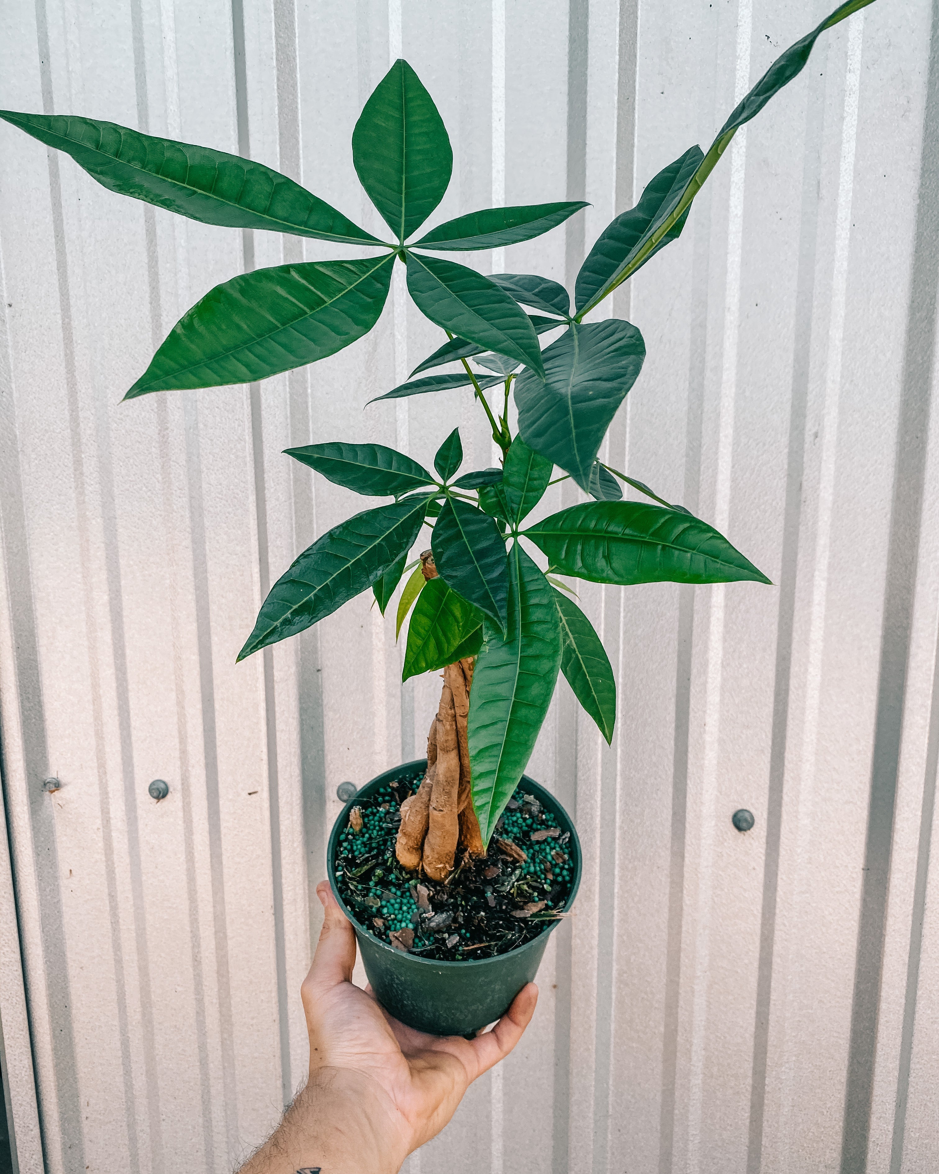 money tree 120th 6" Braided Money Tree – BWH Plant Co