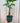 6" Braided Money Tree