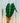 6" Alocasia 'Frydek'