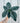 6" Alocasia 'Green Dragon Scale'