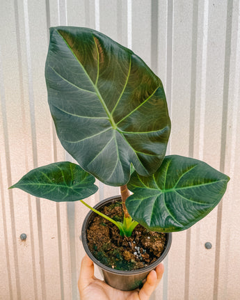 A person holding a potted Alocasia 'Regal Shield' plant with large arrowhead-shaped leaves against a metal background.