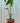 6" Alocasia 'Zebrina'